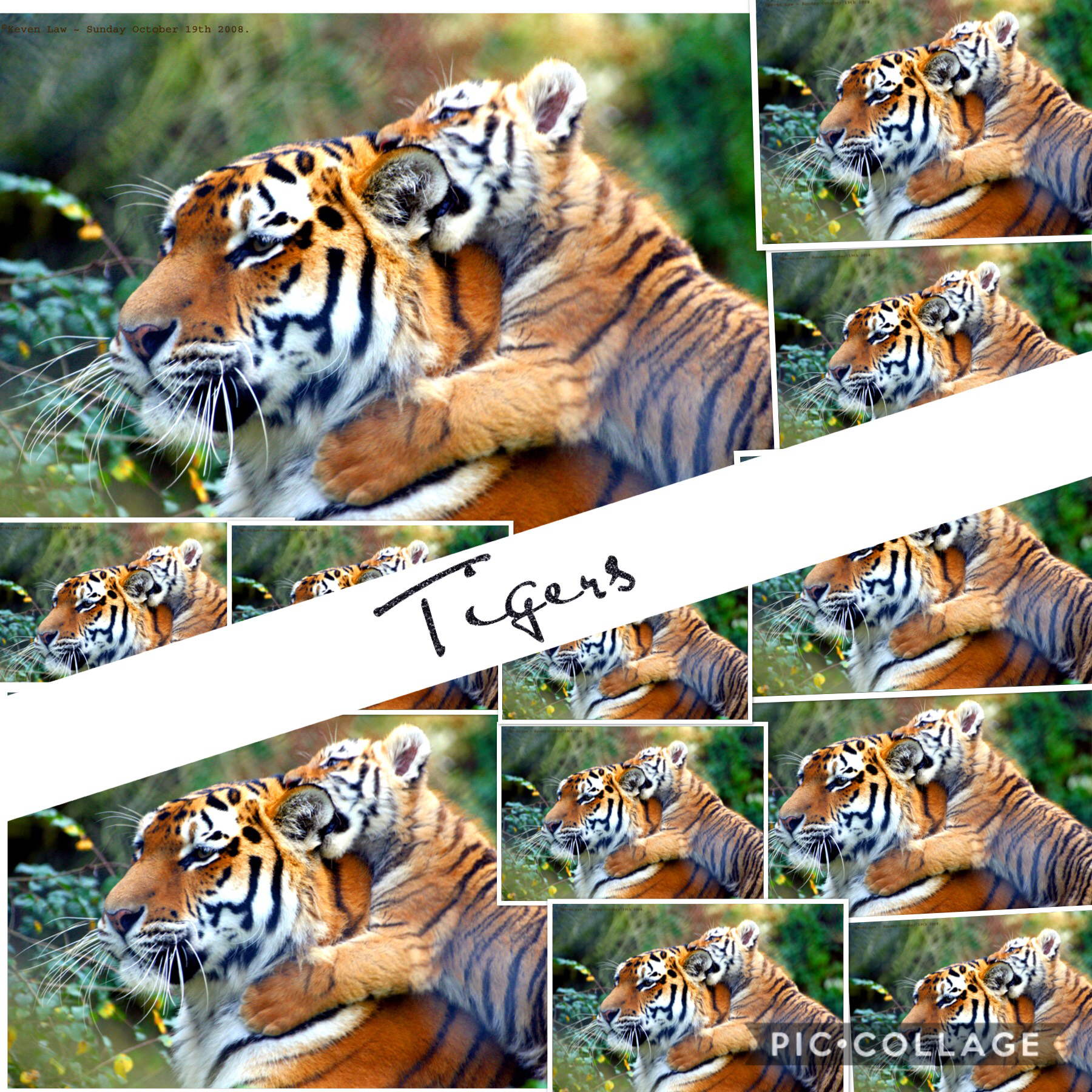 Tigers! 🐅 