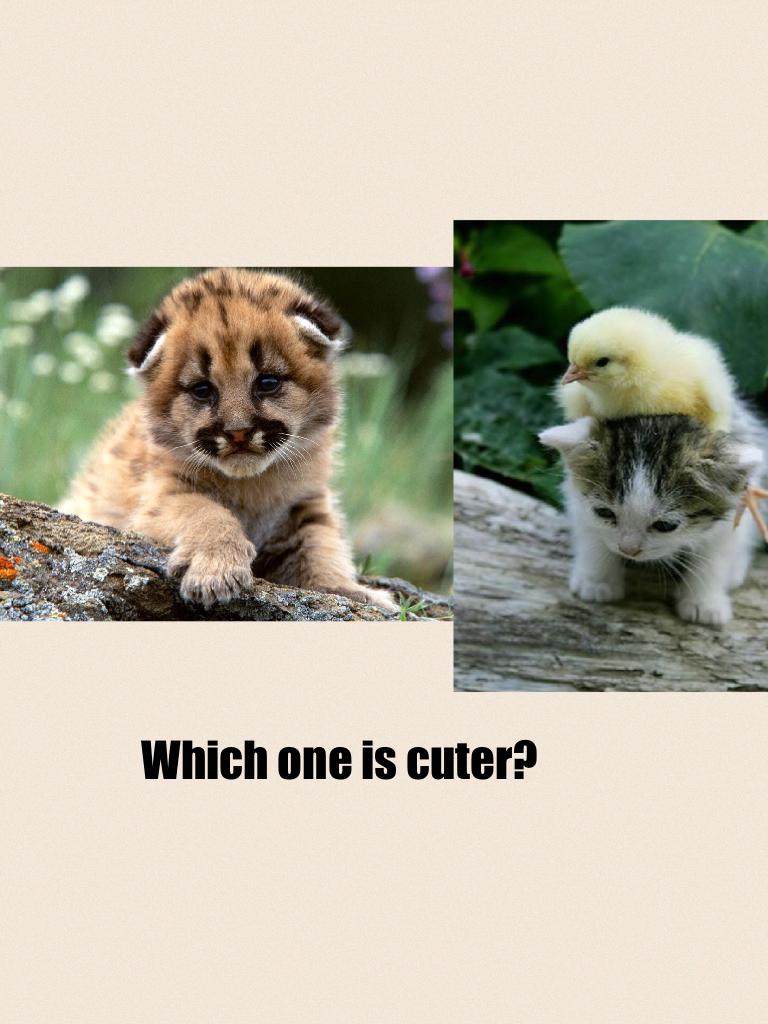 Which one is cuter?