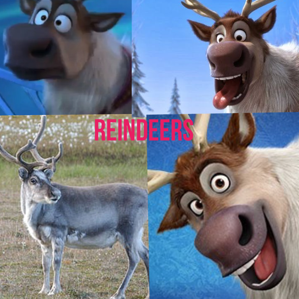 Reindeers
