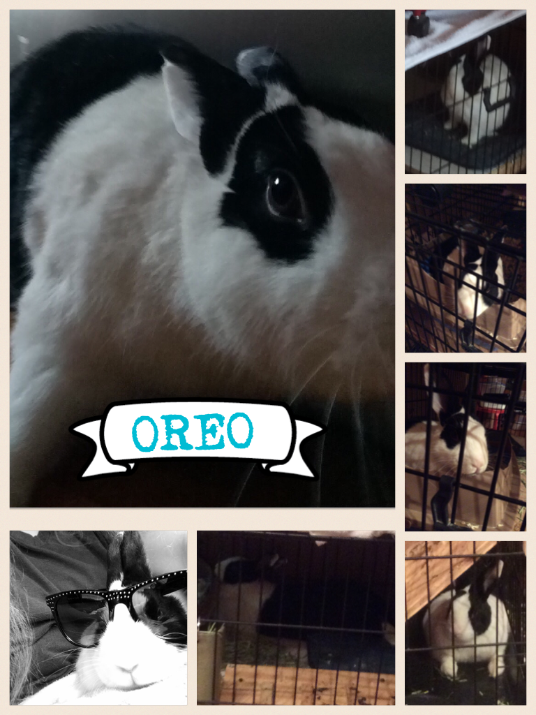 OREO my adorable burry rabbit!