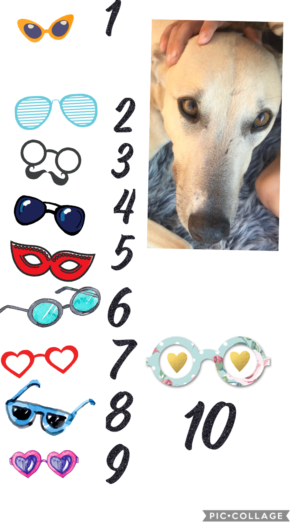 What glasses should I put on my dog
123456789 or 10
???