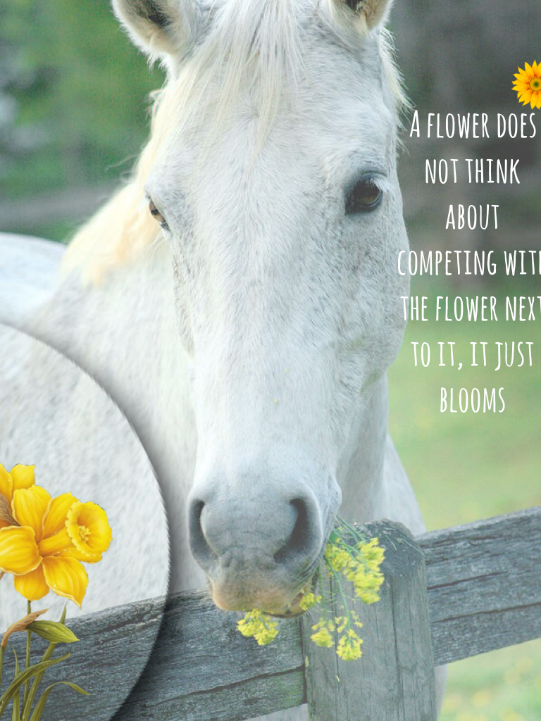 ~Tap~

I am sooo sorry I haven't posted for ages, just so everyone knows the competition will start on the 20th so only 2 days to go and secondly I will post everyday as I have this horse quote calendar with a new quote everyday and I will make collages o