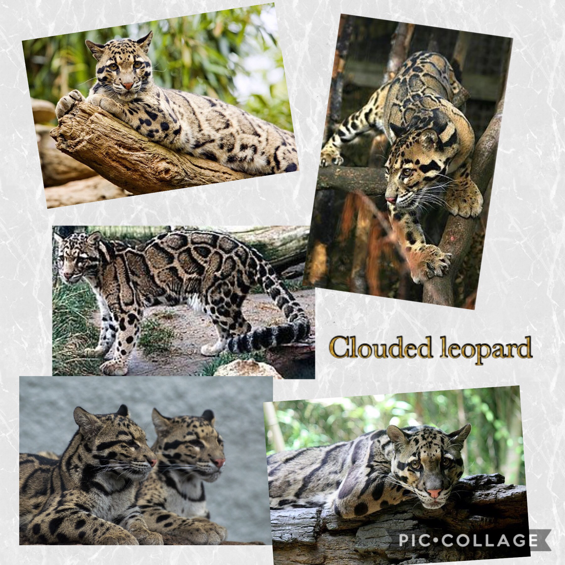 Clouded leopard 