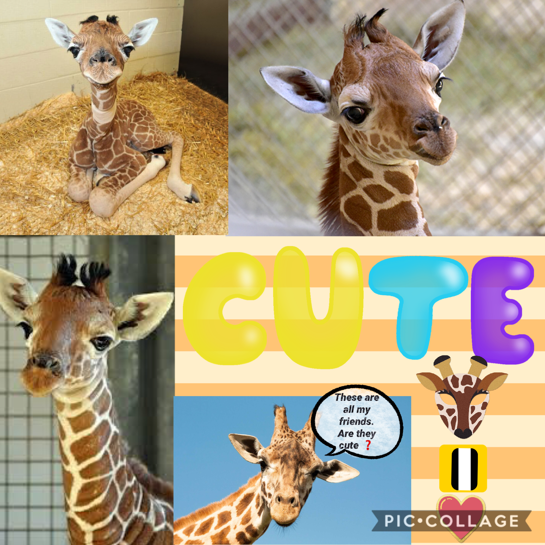 Too cute giraffes 🦒 
