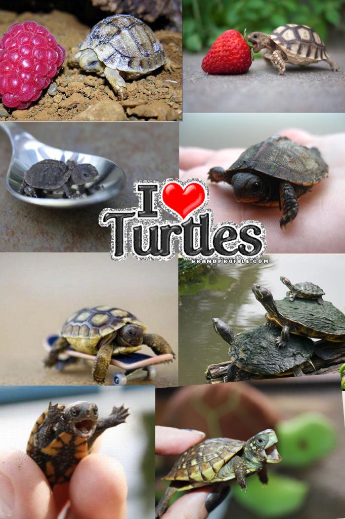 I 😍 turtles