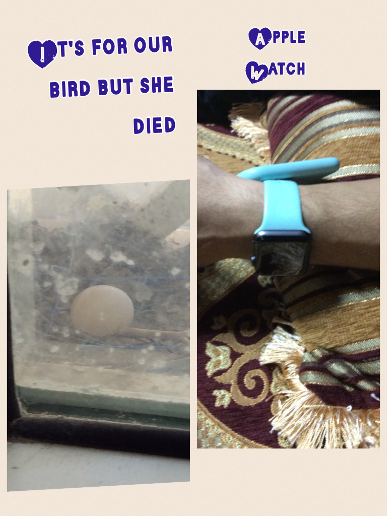 It's for our bird but she died 