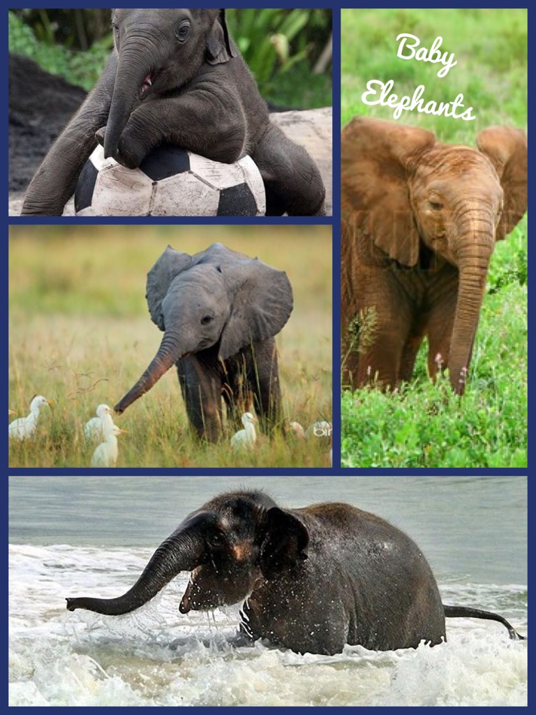 Baby 
Elephants