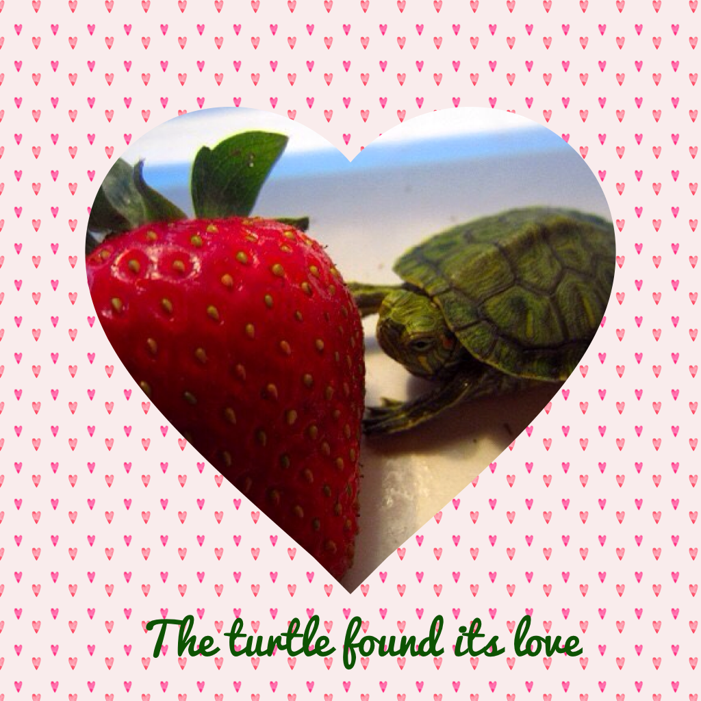 The turtle found its love