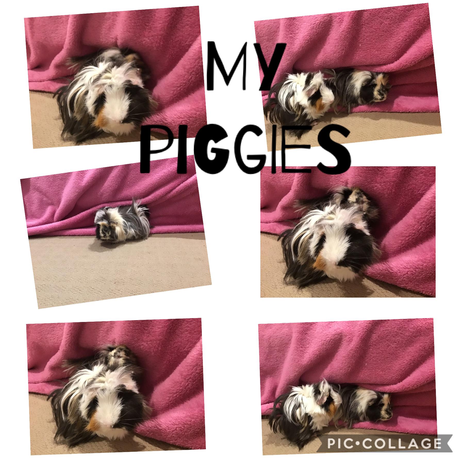 Pigggggggies