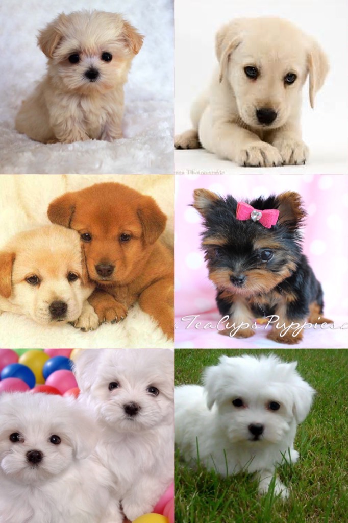 Aww!!  Cute puppies 