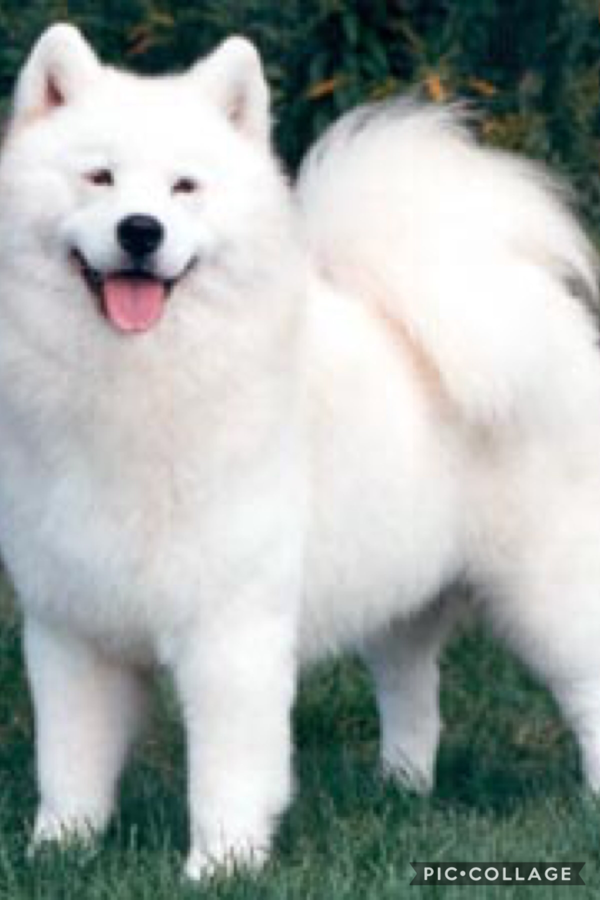 Day 22:
Your pet

I don't have a pet but I do want this one fluffy white dog I'm pretty sure it's a Samoyed they're adorable and soft they're also really cute 

Have a happy Friday!!! Love y'all 😘😘