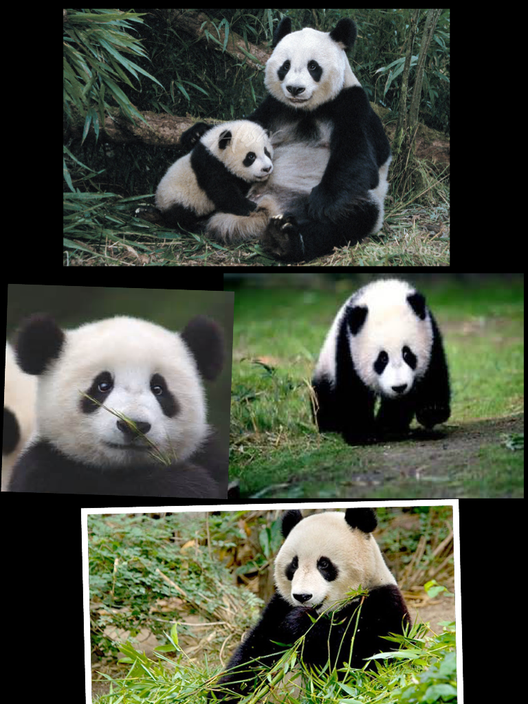 Panda 🐼 family
