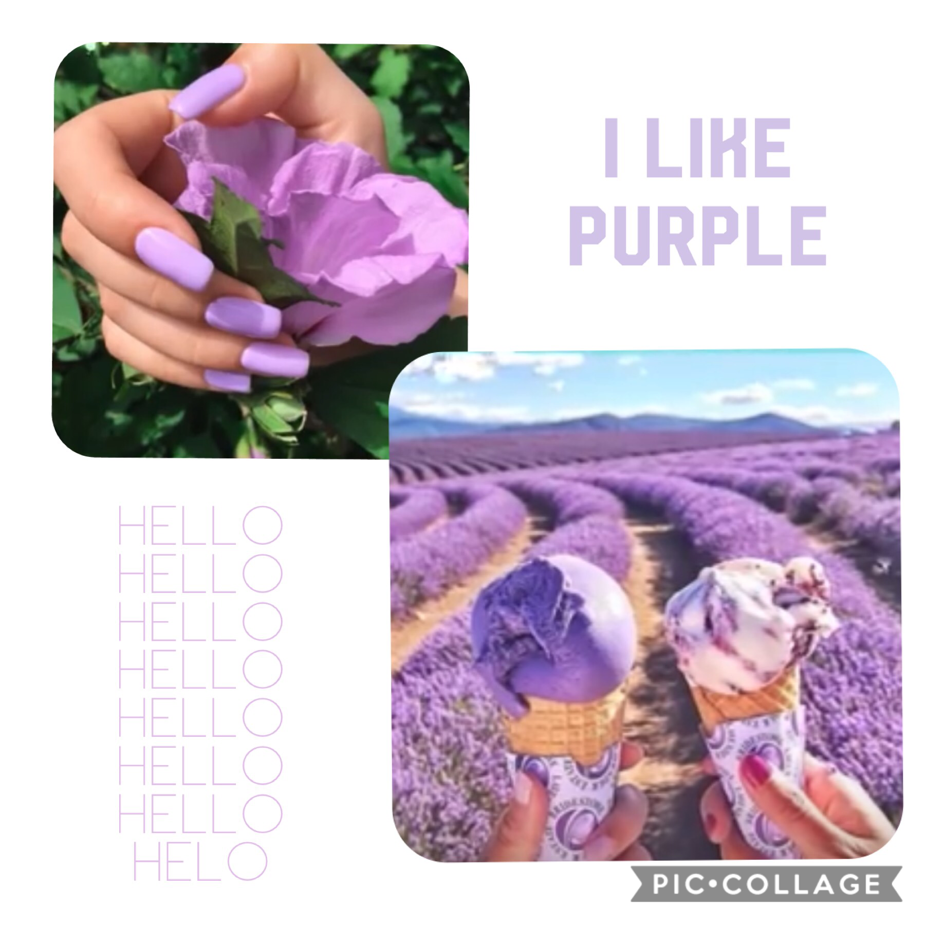 Yes vs no purple 