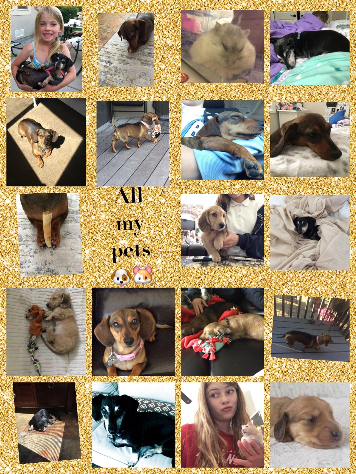 All my pets