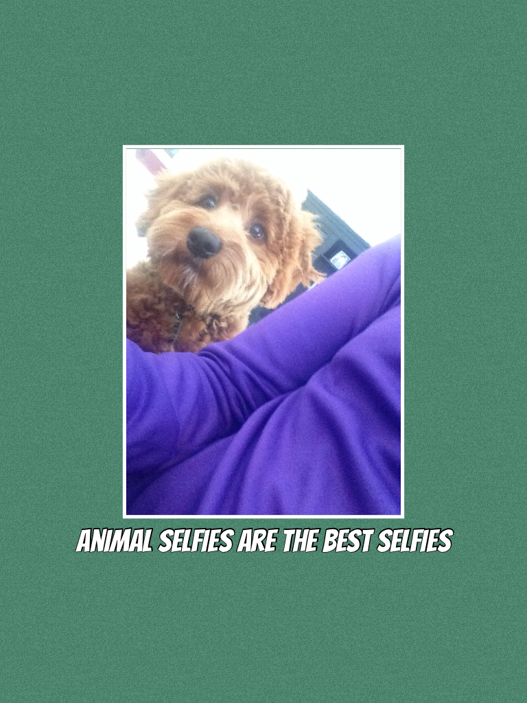 Animal selfies are the best selfies