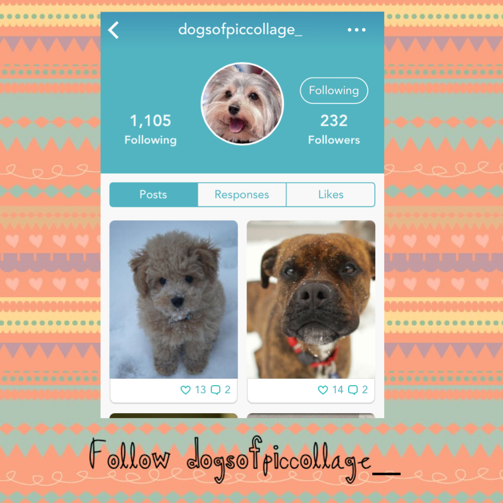 Follow dogsofpiccollage_