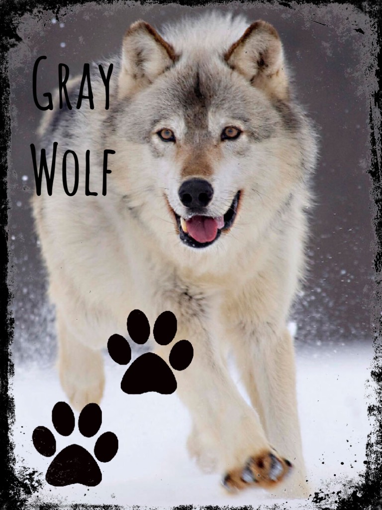 Here’s another collage I did of my other theriotype❤️
~Grey Wolf🐺