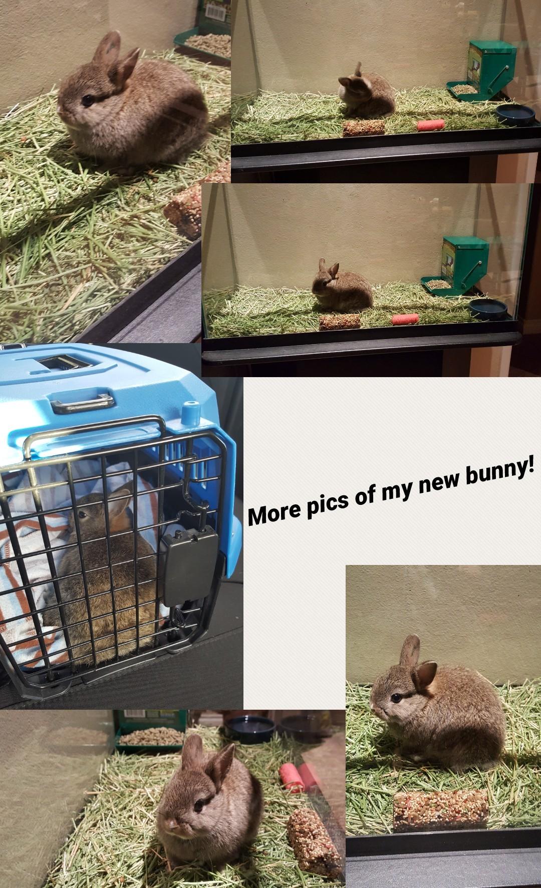 More pics of my new bunny!