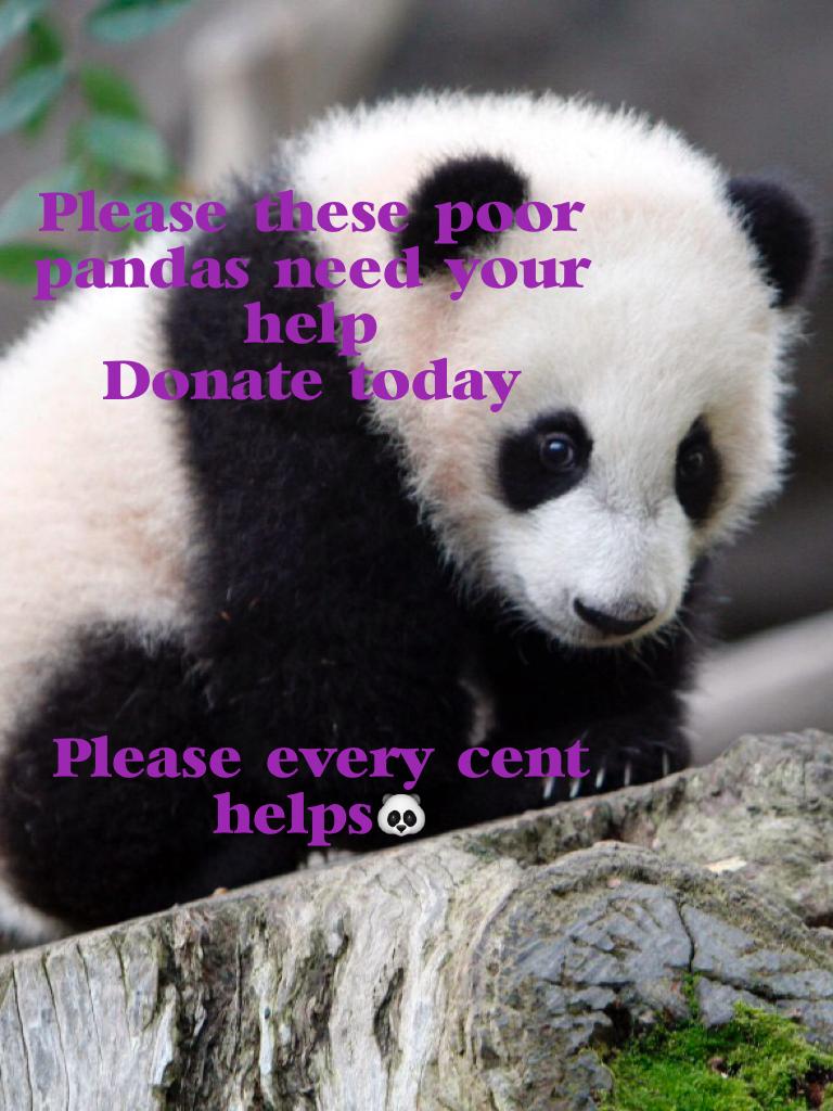 Please they need your help🐼🐼