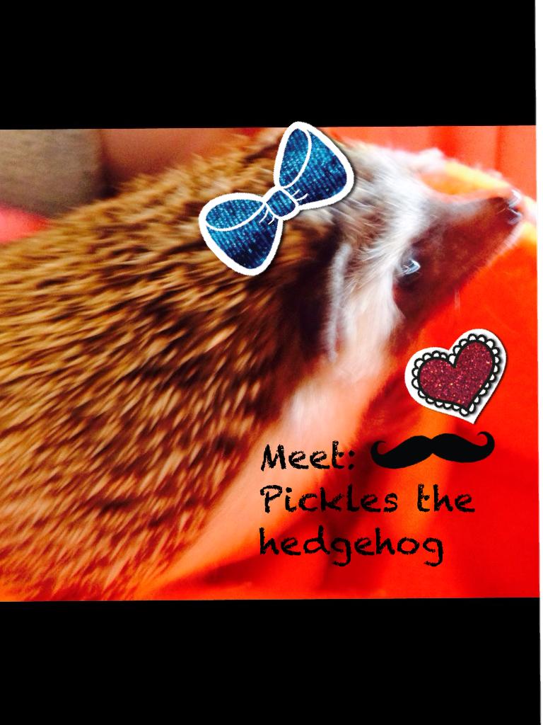 Meet:
Pickles the hedgehog
I got him last week😊