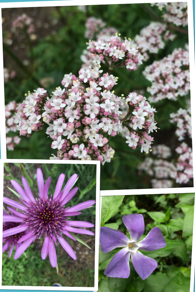 These are some pretty flowers that I saw in DC 