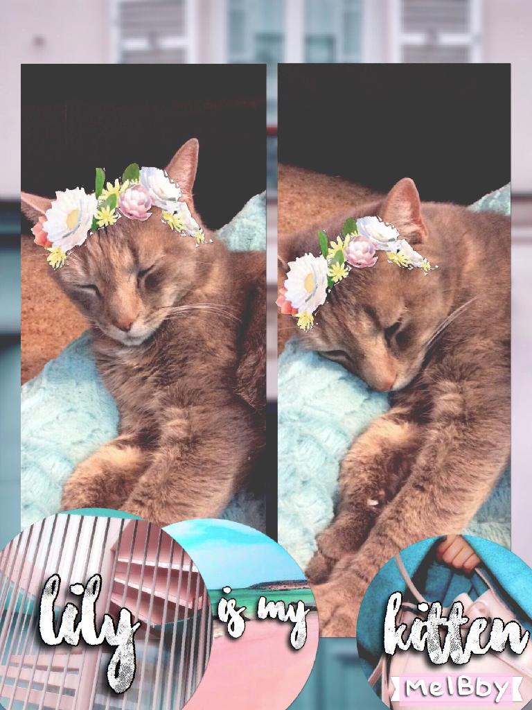 🍼||TAP||🍼
This is my kitten, lily😻! ILHSM!
She isn't really a kitten, but she acts like one😹
I have two other kittens who are Lily's children👫
Named Pumpkin and Max😽
I'll be posting edits of them once this gets to 50+ likes
