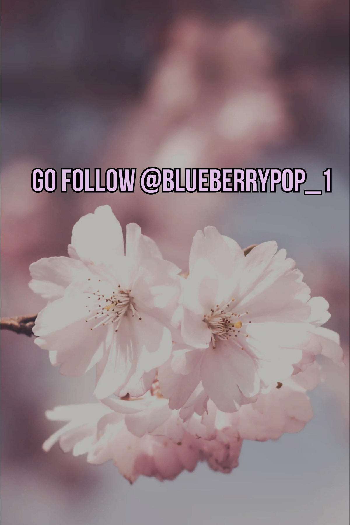 Go follow @blueberrypop_1, my bestie!!!