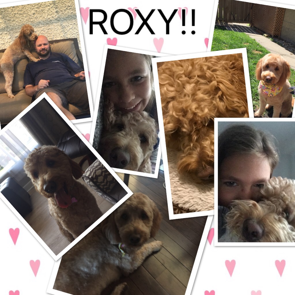 ROXY!! She the sweetest puppy on earth🌏