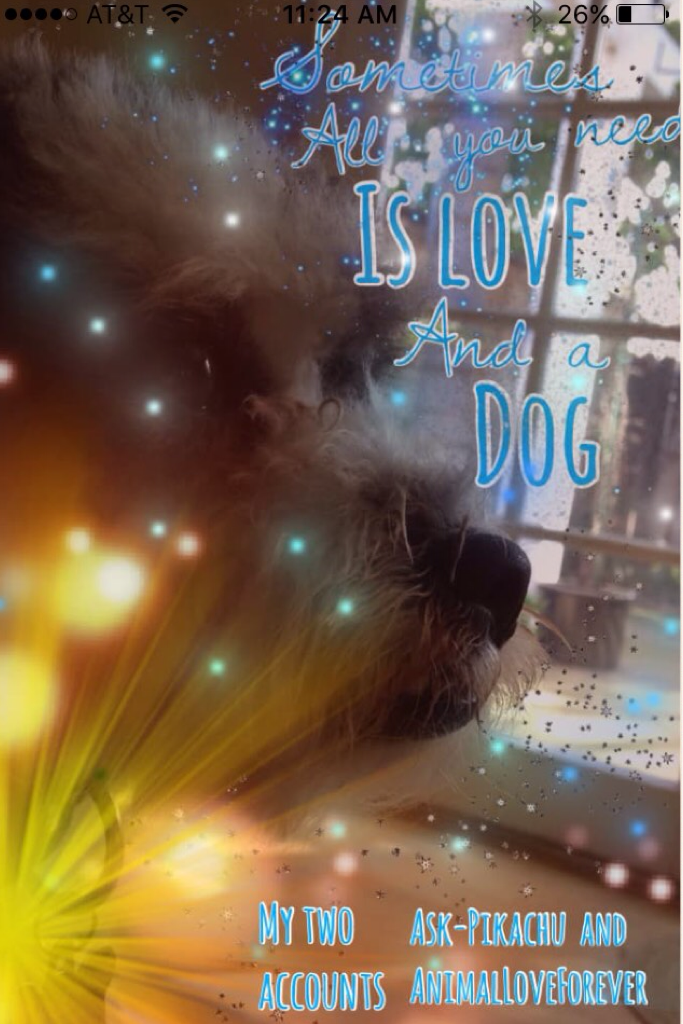 I made this on my other account i took the photo it's of my dog and follow him on instagram he is mistermuffin!