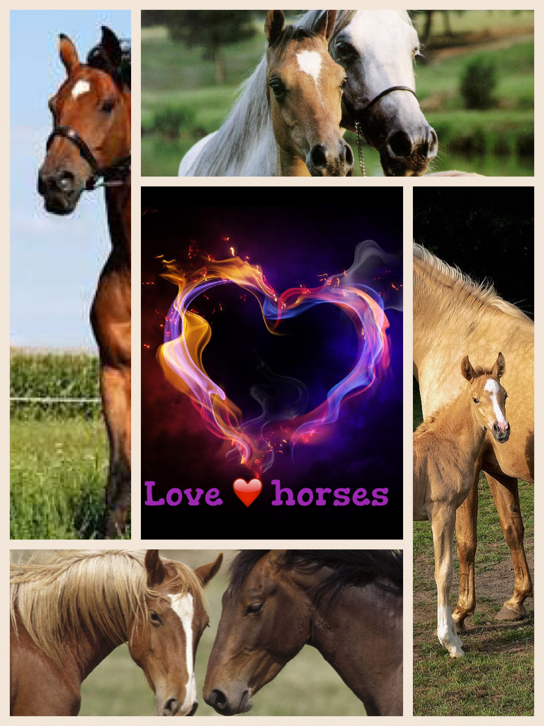 Love ❤️ horses