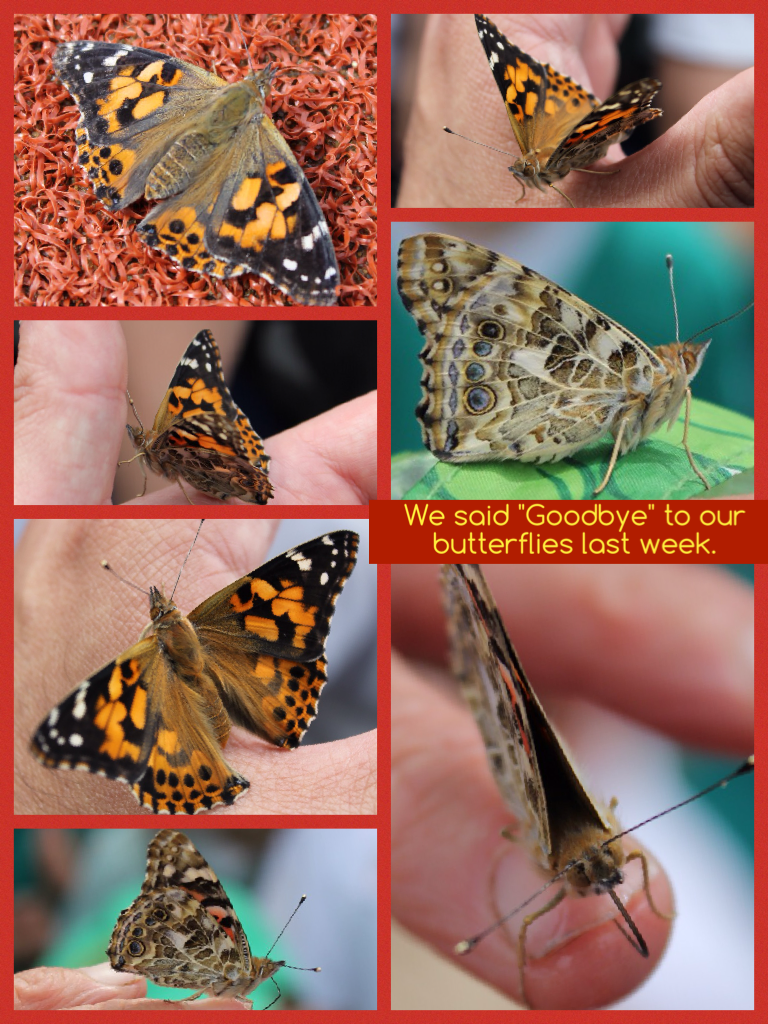 We said "Goodbye" to our #butterflies last week. #GoGreenfields #EYFS 