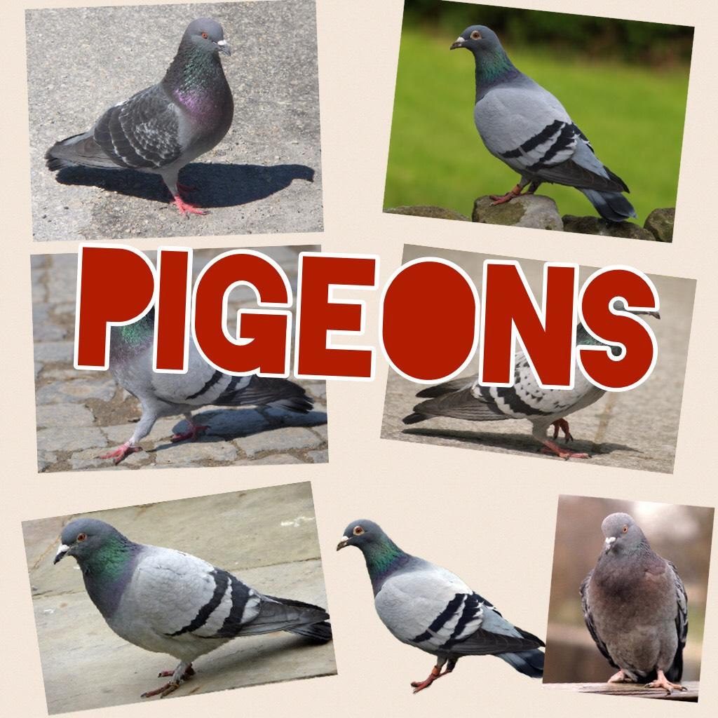 Bye enjoy the pigeons