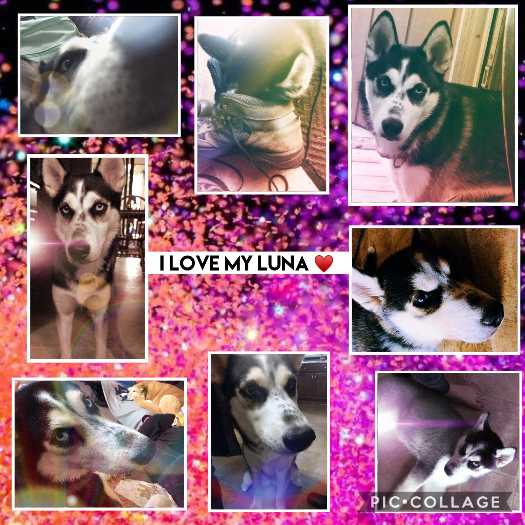 This is my husky, Luna!