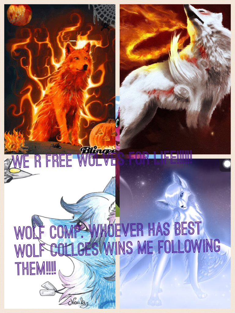 We r free wolves for life!!!!!! 



Wolf comp. Whoever has best wolf collges wins me following them!!!!