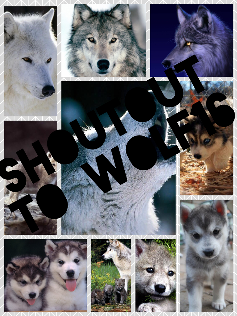 Shoutout to Wolf16