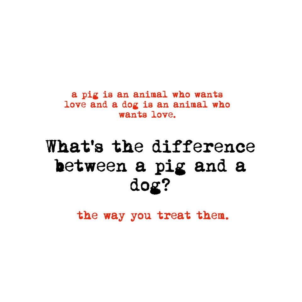 🐕❤️🐷WHAT'S THE DIFFERENCE🐷❤️🐕