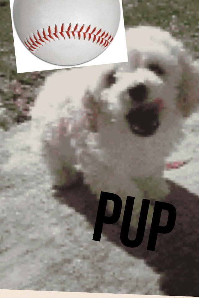Pup    b ball