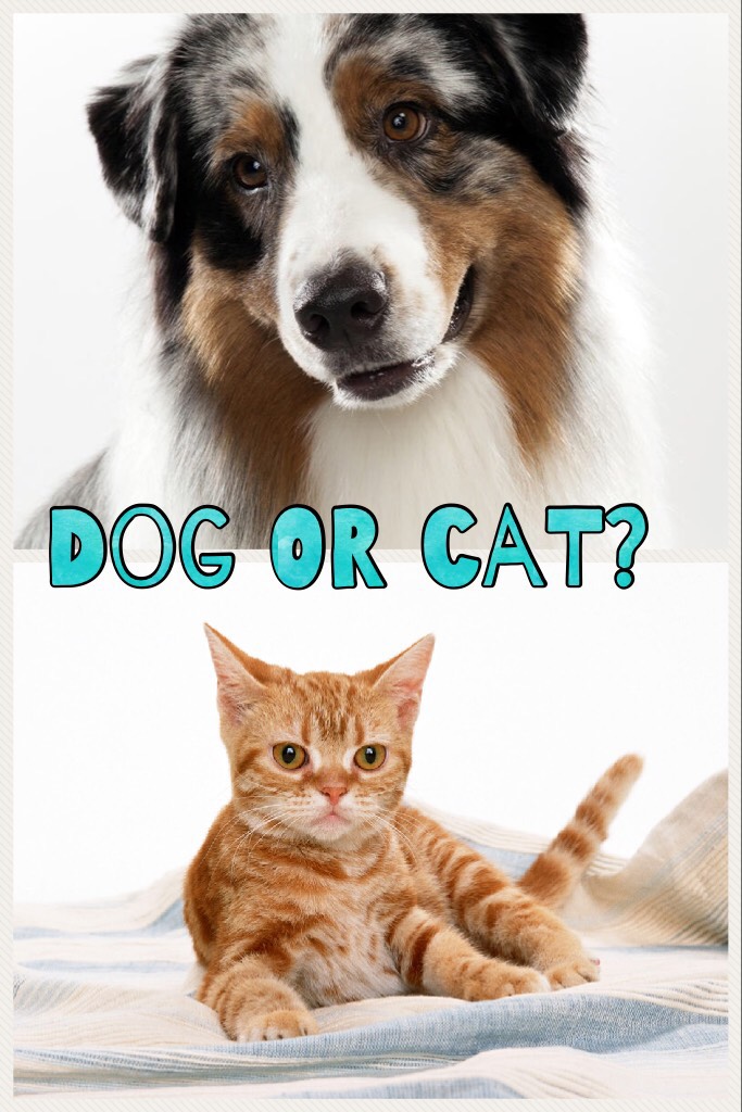Dog or cat?