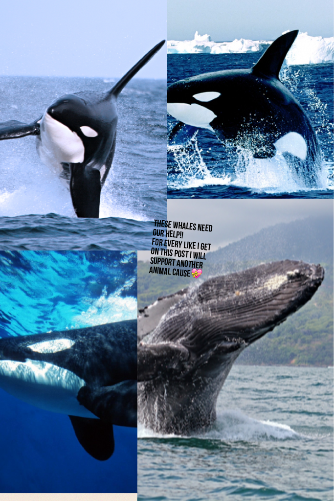 Click


































Help our whales
They need our help
Don't kill them