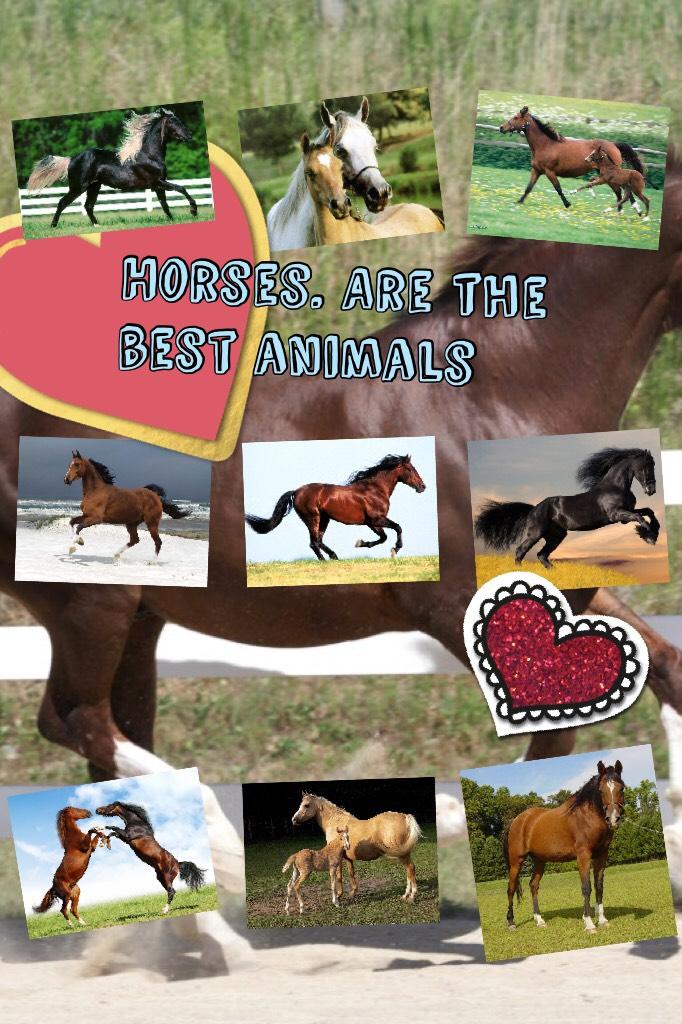 Horses Are the best animals