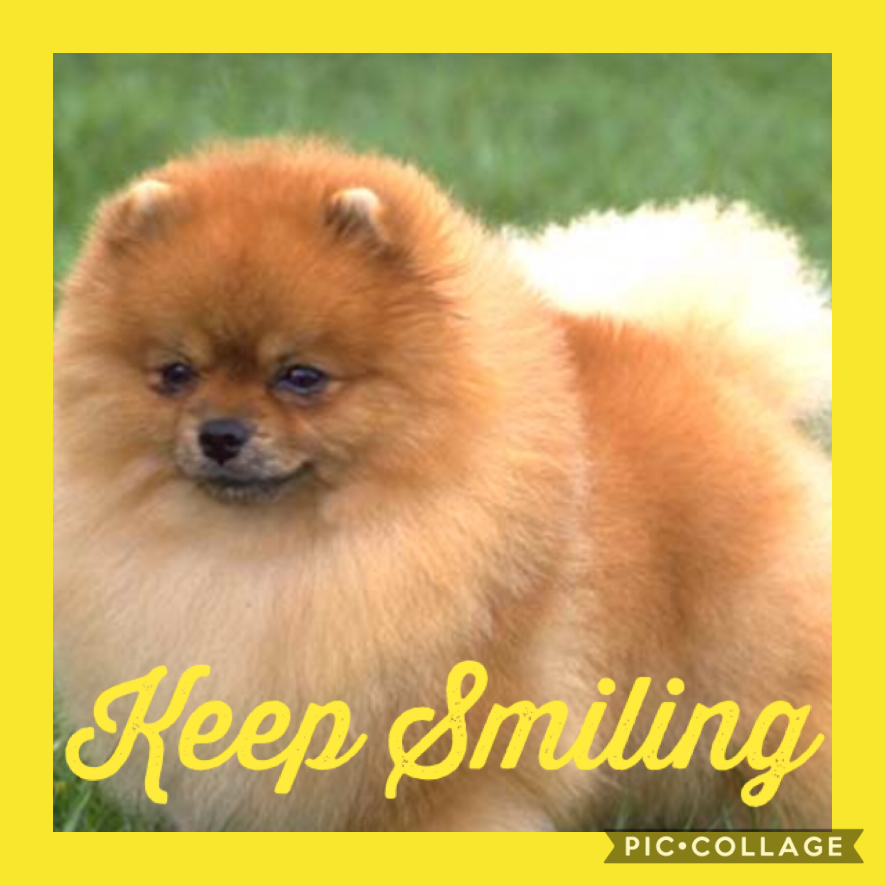 So love poms if you comment on my post I will look follow and comment on yours