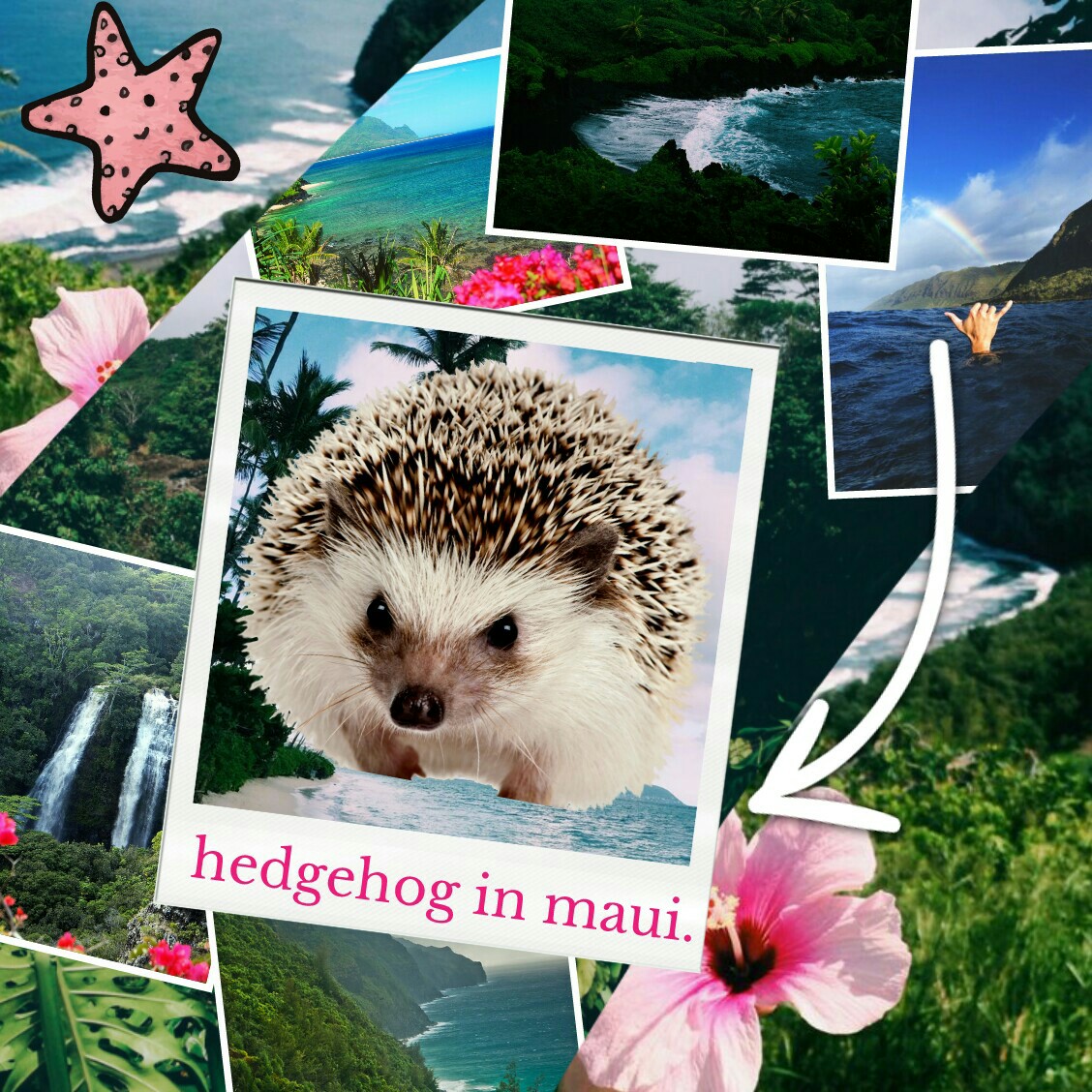 🌼 tap for more 🌼
oh goodness last one of this series. piccollage deleted my progress halfway through ugh. well, i have some more collages in mind! (a lot more) so, for the last time, what would a hedgehog do in maui?