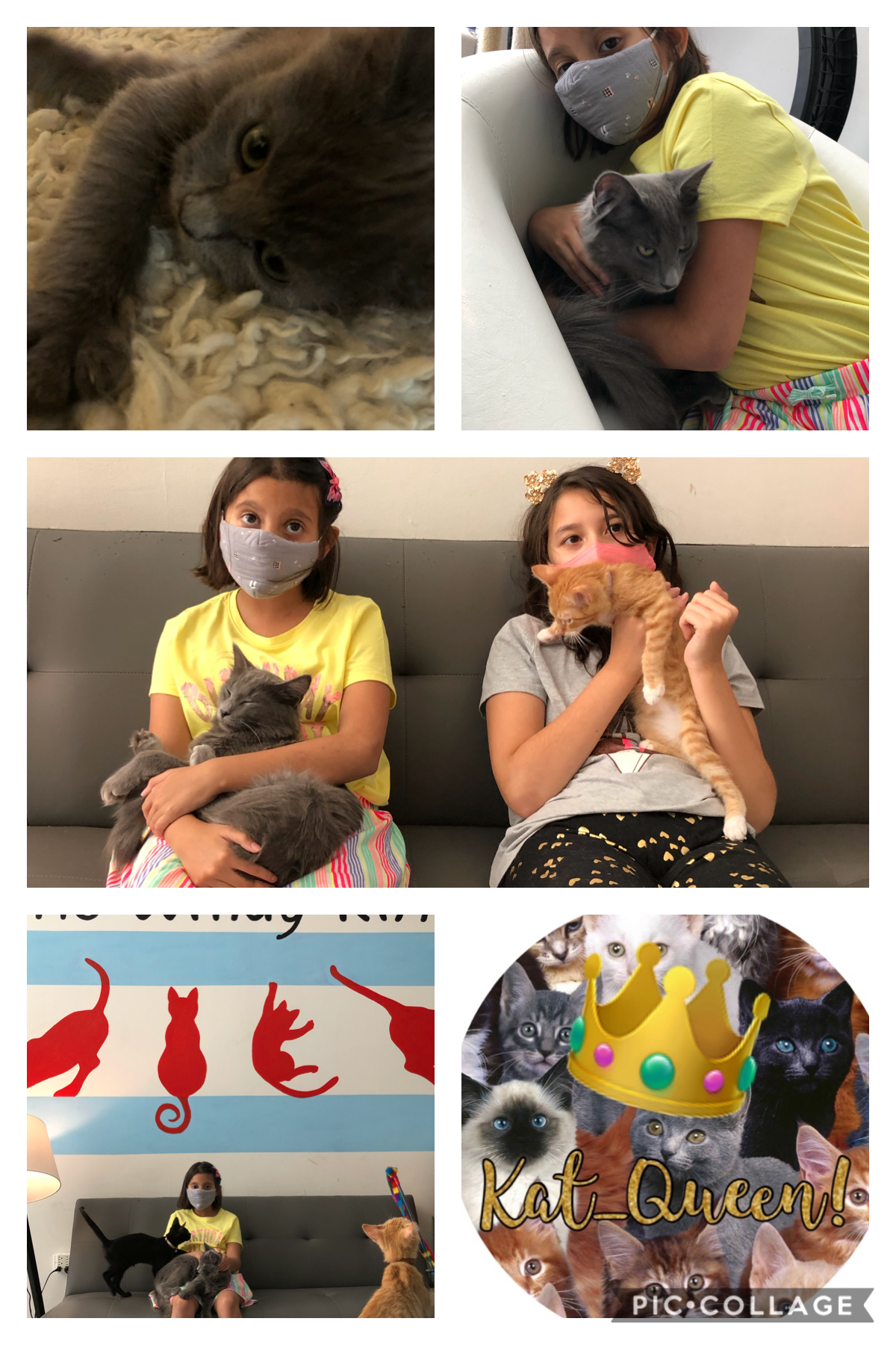 My time at the windy kitty cat cafe