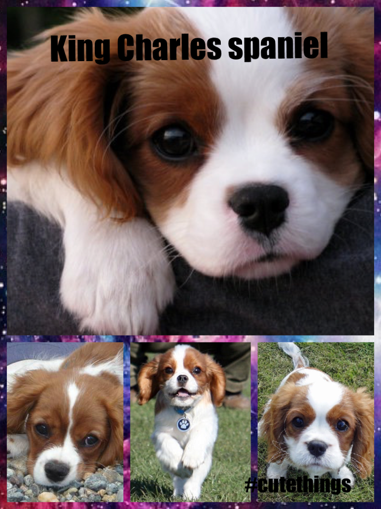 King Charles spaniel are sooooooooooooooooooooooooooooooooooooooooooooooooooooooooooooooooooooooooooooooooooooooooooooooooooooooooooooooooooooooooooooooooooooooooooooooooooooooooooooooooooooooooooooooooooooooooooooooooooooooooooooooooooooooooooooooooooooo