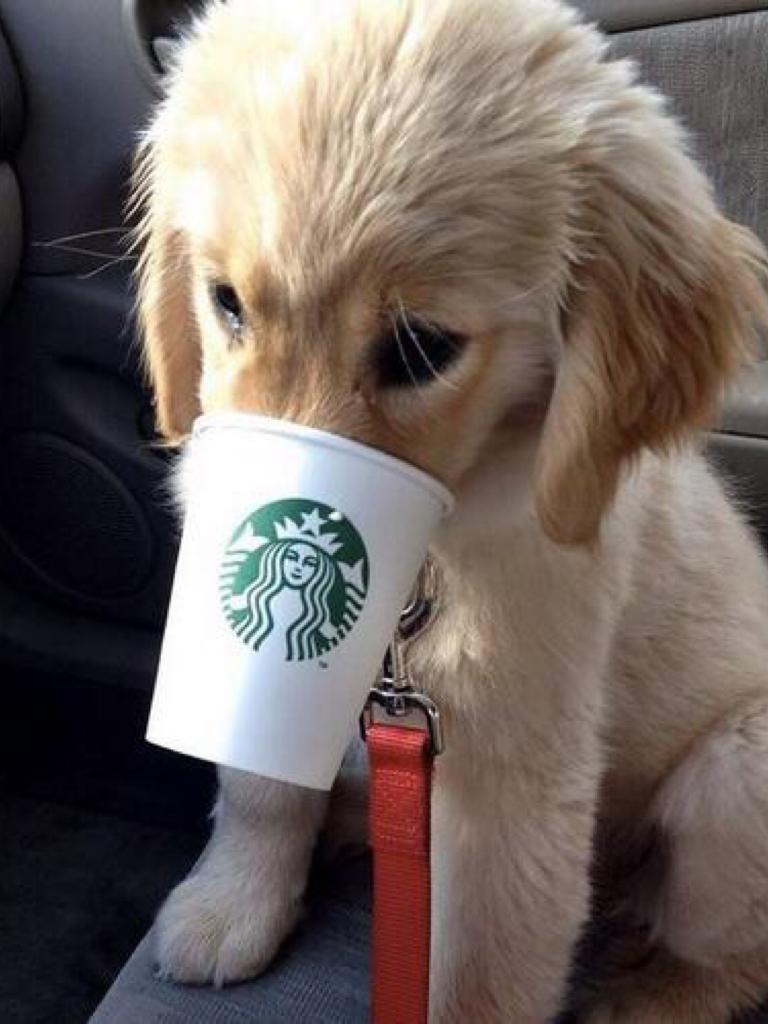 #StarbucksDog 