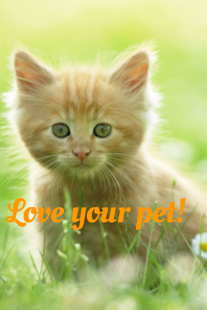 Love your pet! Tap
Wallpaper for natureanimallover sorry the font isn't gold I tried it but all in all it looked better orange!