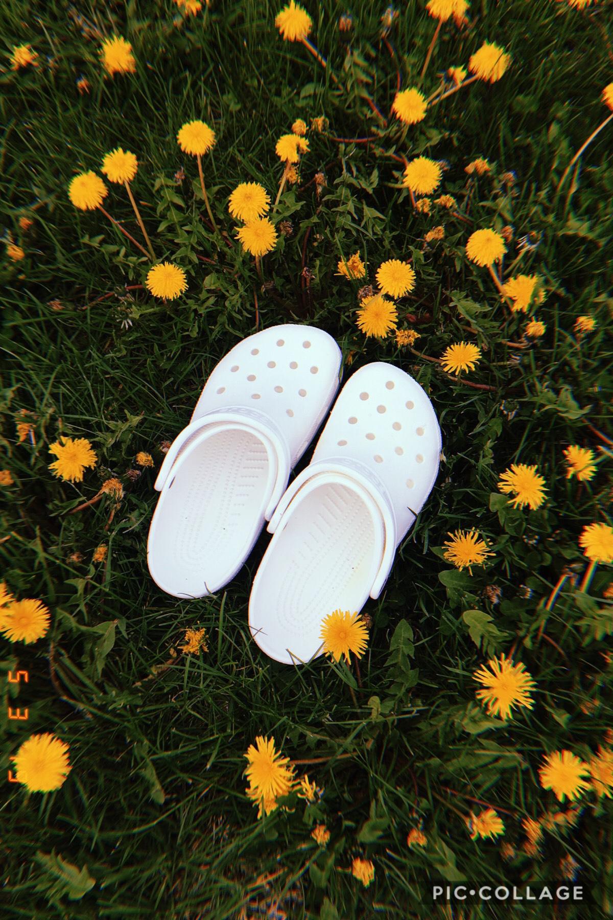 •tApPiTy•
(5/3/19)
uhm sry i haven’t posted for a longgggg time😬
but uh..
I GOT CROCS🤪
anyway, i’ll prob just be posting some of my photography for a lil bit ig idk
QOTD: who’s ur fav youtuber?
AOTD: Emma Chamberlain or Cody Ko