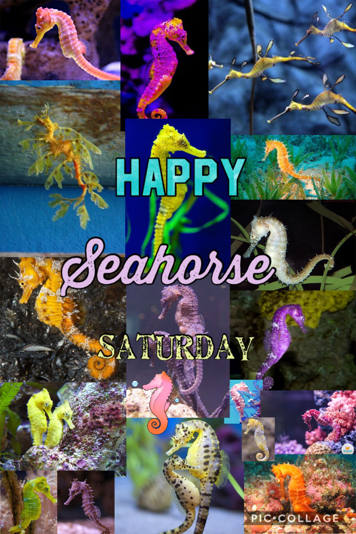 Happy seahorse Saturday
