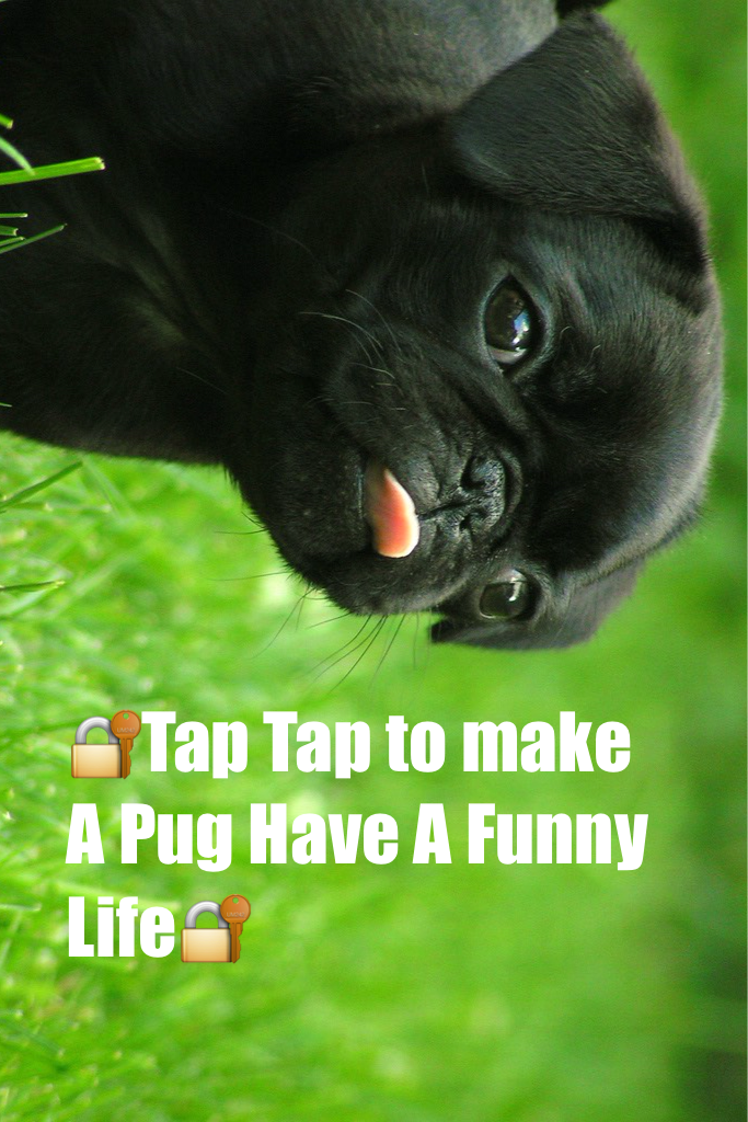 🔐Tap Tap to make A Pug Have A Funny Life🔐