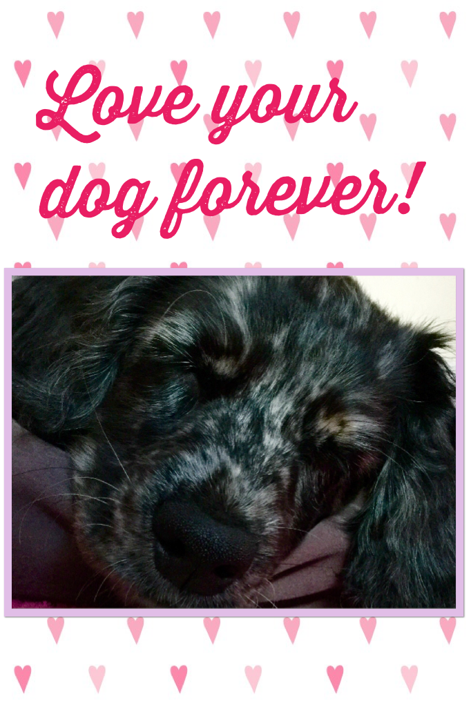 Love your dog forever!
